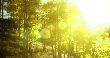 Sunlight through golden autumn leaves in a serene forest setting video