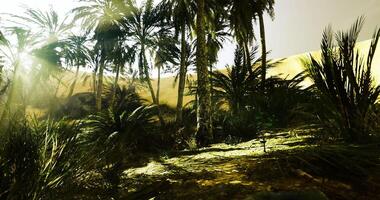 Palm trees and lush vegetation in a desert oasis setting at sunset video