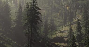 Majestic forest landscape with sunlight filtering through tall trees video
