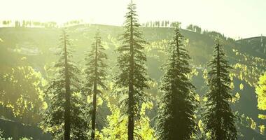 Sunlight filters through trees in a lush forest during a warm afternoon video