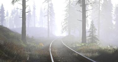 Misty railway tracks winding through a dense forest with tall trees video