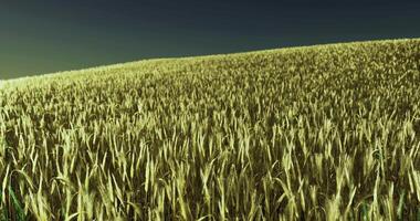 Golden wheat field under a clear sky during a sunny day in summer video