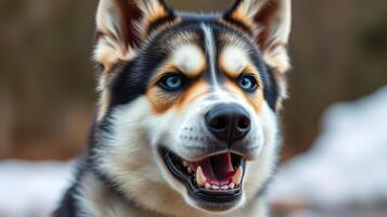 Charming husky with striking blue eyes enjoys a sunny day outdoors in a scenic natural setting photo