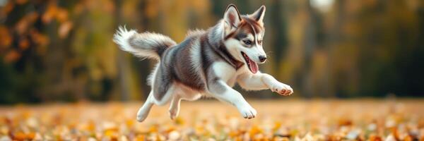 Happy husky puppy running joyfully through fallen leaves in a colorful autumn landscape photo