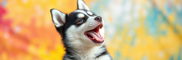 Happy husky puppy smiling against a vibrant colorful backdrop during a playful afternoon photo