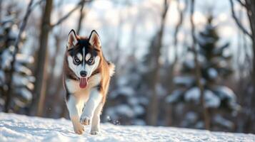 Siberian husky runs joyfully through the snowy forest on a bright winter day photo