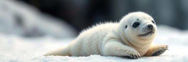 Playful baby seal resting on the snow with a curious expression in a winter environment photo