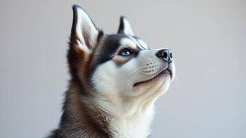 Siberian husky gazes upward in a minimalistic indoor setting during daylight hours photo