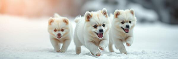 Three playful puppies running joyfully through the snowy landscape on a winter afternoon photo