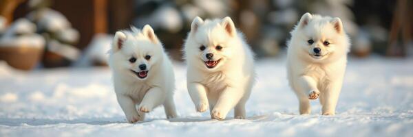 Three playful white puppies run happily through the snow on a bright winter day in a picturesque outdoor setting photo