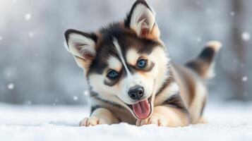 Happy husky puppy playing in fresh snow during winter with joyful expression and bright blue eyes photo