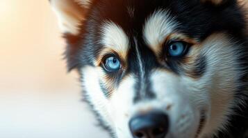 Stunning Siberian Husky with Blue Eyes gazing intently in a soft, warm light setting photo