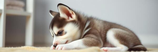 Playful puppy explores cozy indoor space while chewing on soft toy during sunny afternoon photo