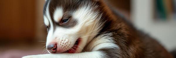 Cute husky puppy playing and chewing on a toy in a cozy indoor environment during the day photo