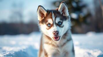 Happy husky dog playing in the snow on a bright winter day with a cheerful expression photo