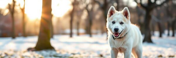 White dog enjoys a sunny winter afternoon in a snowy park filled with trees and soft sunlight photo