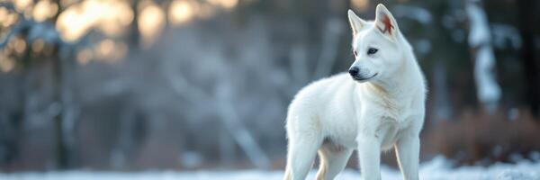 Majestic white dog stands gracefully in a snowy landscape during winter twilight photo