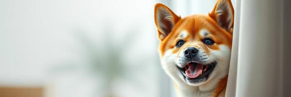 Happy Shiba Inu peeking from behind a curtain in a bright, cozy indoor setting photo