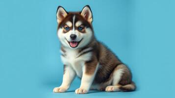 Cute fluffy husky puppy sitting on a bright blue background with a happy expression photo