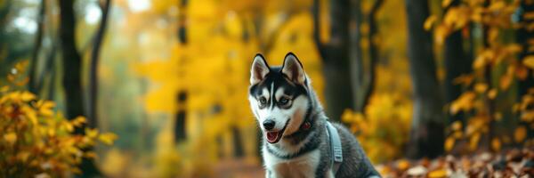 Siberian husky enjoys a sunny autumn day in a colorful forest surrounded by golden leaves photo