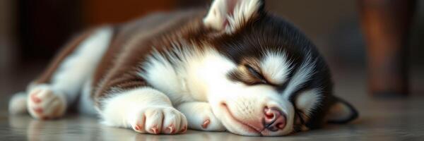 Little husky puppy sleeping peacefully on a cozy floor in a warm indoor setting during the afternoon photo