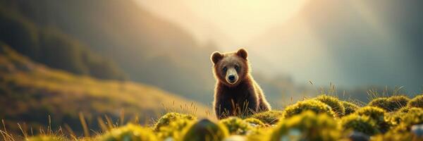 Brown bear exploring a grassy meadow surrounded by mountains during sunset photo