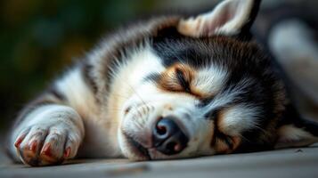 Sleeping husky resting peacefully on a stone surface in the afternoon sunlight surrounded by soft greenery in a serene environment photo