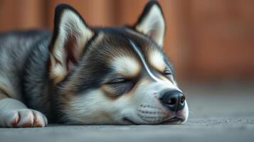 Sleeping husky puppy resting peacefully on a soft surface indoors during the afternoon light photo