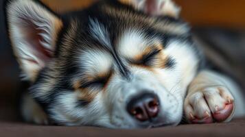 Cute sleeping puppy resting peacefully on a cozy surface in a warm indoor setting photo