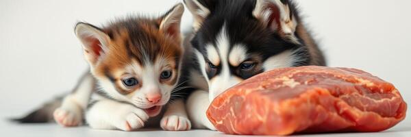 Cute kitten and puppy curiously examining a piece of raw meat on white background during indoor playtime photo