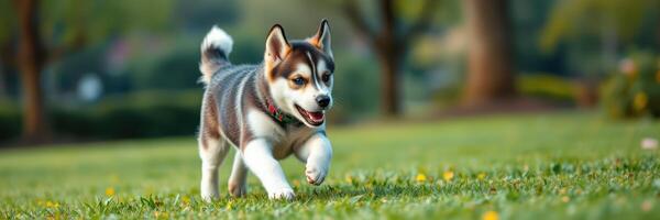 Energetic puppy runs joyfully across the green grass in a sunny park during the afternoon photo