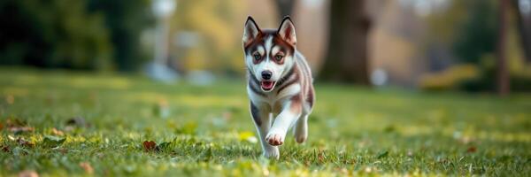 Playful husky puppy runs joyfully across a green park in the afternoon sunlight photo