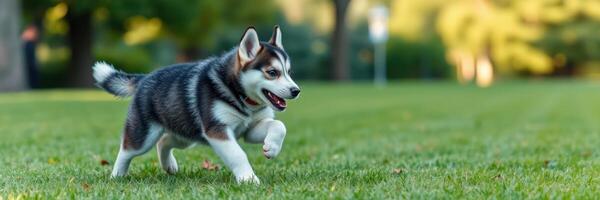 Happy husky puppy running on lush green grass in a sunny park during the afternoon photo