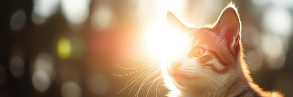Cute cat basking in sunlight during golden hour in an outdoor setting near trees photo