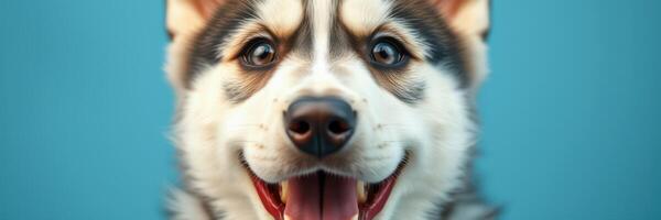 Happy husky poses playfully against a bright blue background, showcasing its joyful expression and vibrant personality photo