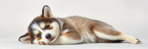 Cute puppy lounging comfortably on a soft surface with a relaxed demeanor photo