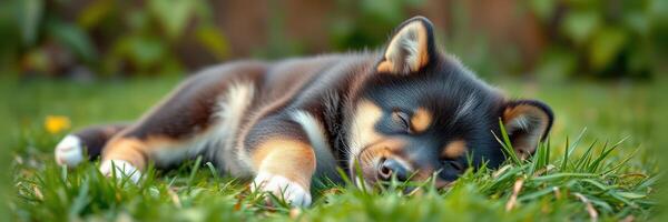 Cozy puppy taking a peaceful nap on the green grass in a sunny backyard surrounded by nature photo