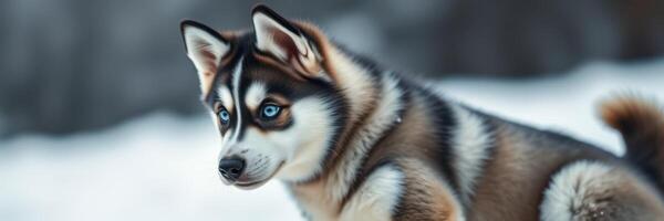 Beautiful husky dog enjoying a snowy landscape on a crisp winter day in the mountains photo