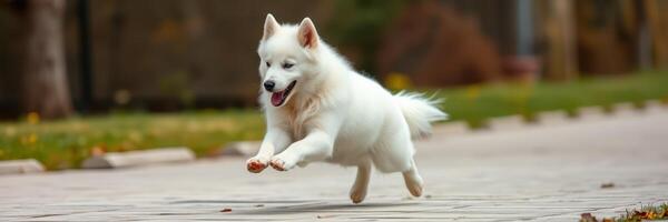 Samoyed dog joyfully leaping along a stone path in a park during a sunny day photo