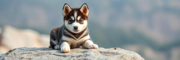 Adorable husky puppy relaxing on a rocky surface in a mountainous landscape during daylight hours photo