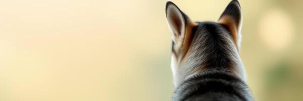 Dog gazes thoughtfully out a window during a peaceful afternoon in a cozy living room photo