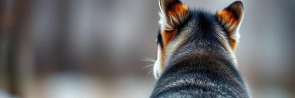 Dog looking into a snowy forest, enjoying the winter landscape while exploring nature with curiosity photo