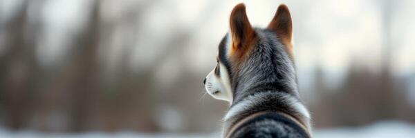 Beautiful winter landscape with a dog looking towards the snowy forest in cold weather during early morning light photo