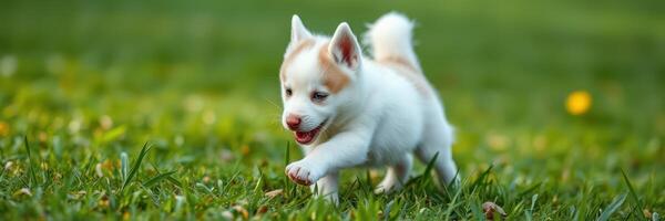 Playful puppy runs across green grass on a sunny day in a park photo