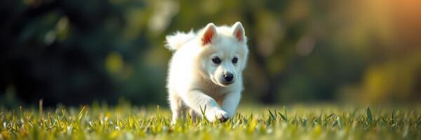 Cute white puppy running across a grassy field during golden hour in a vibrant outdoor setting photo