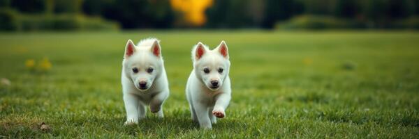 Two playful white puppies run joyfully across a lush green field on a sunny day photo