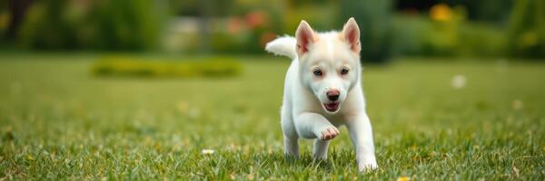 Playful white puppy runs joyfully across green grass in a sunny garden during midday photo
