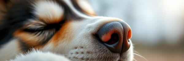 Adorable puppy sleeping peacefully in a sunny outdoor setting during a warm afternoon photo