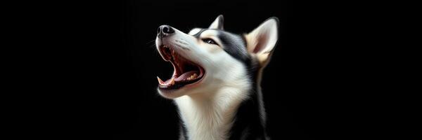 Siberian husky howling in a dark setting, showcasing expressive features and captivating eyes photo
