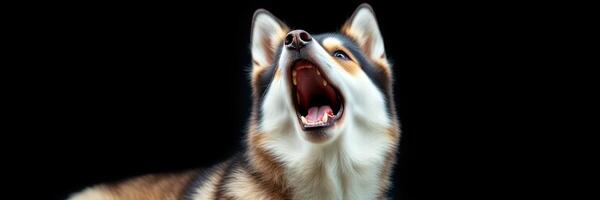 Dog howls loudly against a dark background, capturing a moment of joyful expression and energy photo